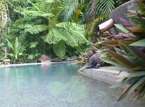 Daintree Rainforest Retreat Motel - Geraldton Accommodation 5