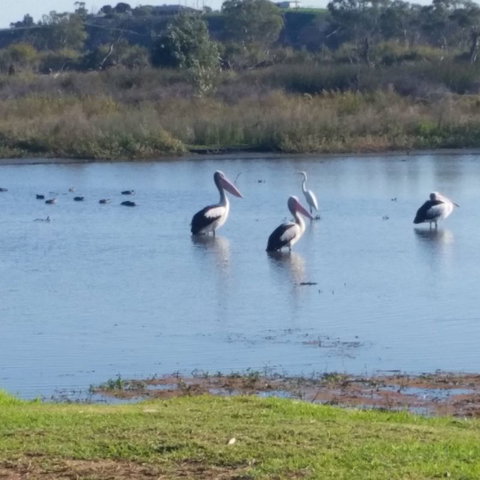 Avoca Dell Caravan Park - Geraldton Accommodation 8