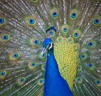 Willunga Peacock Farm Bed and Breakfast - Geraldton Accommodation