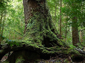 Land Of The Giants Caravan Park - Geraldton Accommodation 0