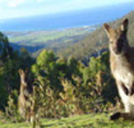 Rainbow Retreat Wilderness Eco Cabins - Geraldton Accommodation