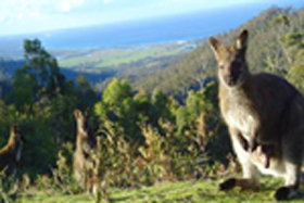 Rainbow Retreat Wilderness Eco Cabins - Geraldton Accommodation 0