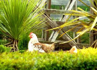 Hazelcreek Cottages - Geraldton Accommodation 5