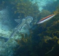Honeymoon Bay - Geraldton Accommodation