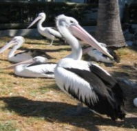 Christmas Cove Caravan Park - Geraldton Accommodation