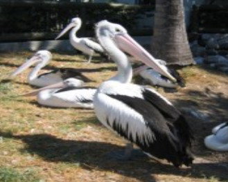 Christmas Cove Caravan Park - Geraldton Accommodation 0