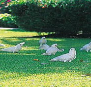 Aurora Kakadu - Geraldton Accommodation