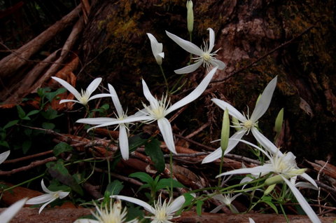 Walpole Wilderness Resort - Geraldton Accommodation 7