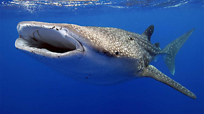 Exmouth Holiday Homes - Geraldton Accommodation