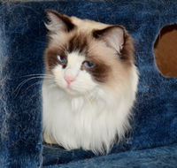 Crufts K9 Lodge amp Cat Hotel - Geraldton Accommodation