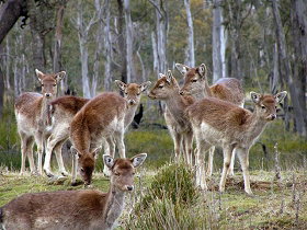 Lake Leake Chalet - Geraldton Accommodation 0