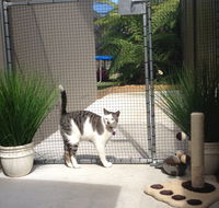 Caringbah Cat Hotel - Geraldton Accommodation