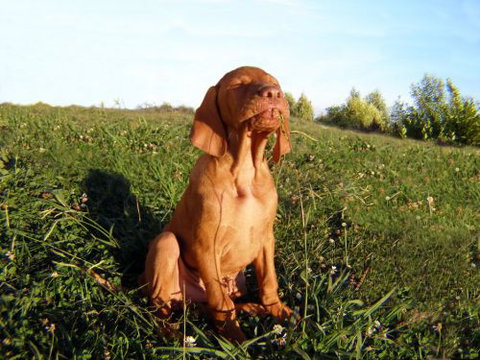 Wingham Pet Motel - Geraldton Accommodation 0