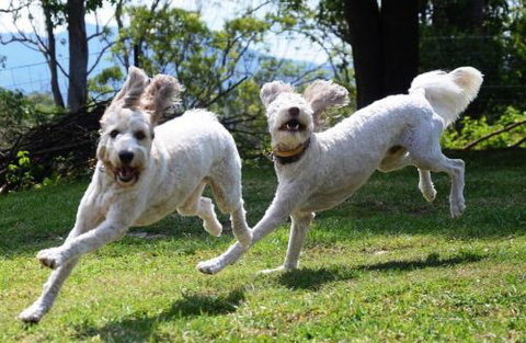 Wingham Pet Motel - Geraldton Accommodation 4