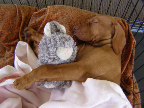 Wingham Pet Motel - Geraldton Accommodation 6