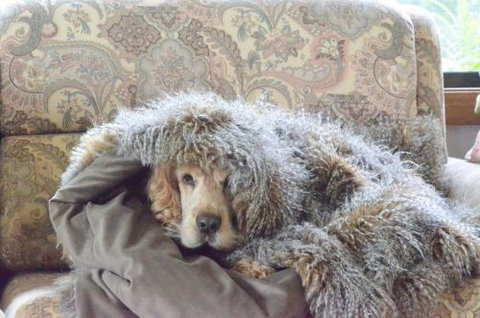 Wingham Pet Motel - Geraldton Accommodation 8