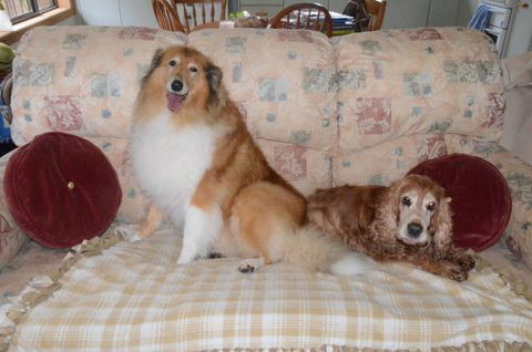 Wingham Pet Motel - Geraldton Accommodation 9