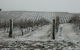 Turners Vineyard - thumb 3