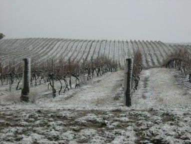 Turners Vineyard - Geraldton Accommodation 3