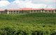 Turners Vineyard - thumb 4