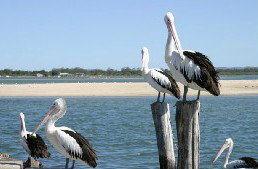 Tuncurry Sunset Motel - Geraldton Accommodation 3