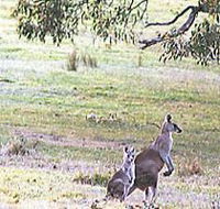 Kangaroo Ridge Retreat - Geraldton Accommodation