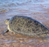 Mackerel Islands - Geraldton Accommodation