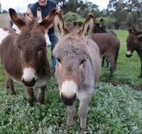 Donkey Tales Farm Cottages - Geraldton Accommodation