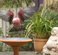 Wattle Court  Retreat - Geraldton Accommodation