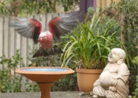 Wattle Court  Retreat - Geraldton Accommodation 0