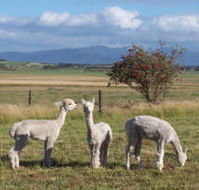 Promhills Cabins - Geraldton Accommodation