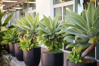 Pullman Magenta Shores Resort - Geraldton Accommodation 39