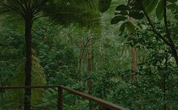 Kondalilla Eco Resort - Geraldton Accommodation 7