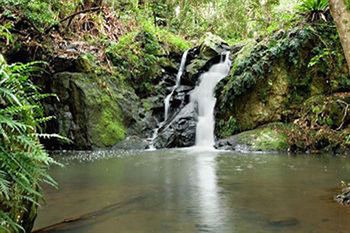 Kondalilla Eco Resort - Geraldton Accommodation 63