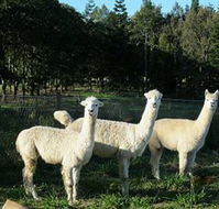 Blackwattle Farm BampB and Farm Stay - Geraldton Accommodation