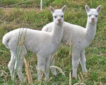 Valley Farm Vineyard Cottages - Geraldton Accommodation 2