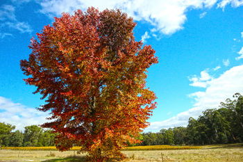 Valley Farm Vineyard Cottages - Geraldton Accommodation 6