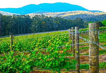 Valley Farm Vineyard Cottages - Geraldton Accommodation 10