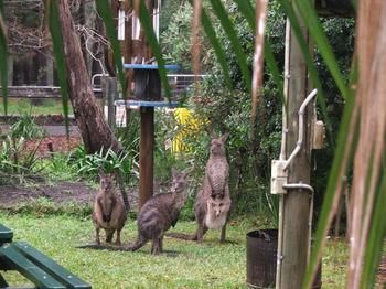 Jervis Bay Cabins - Geraldton Accommodation 6