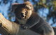 Bimbi Park Camping Under Koalas - thumb 2