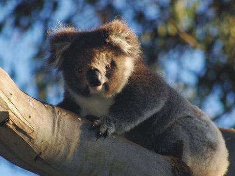 Bimbi Park Camping Under Koalas - Geraldton Accommodation 2