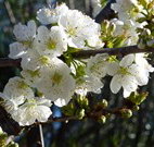 Coolah Caravan Park - Geraldton Accommodation