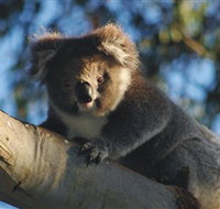 Bimbi Park Camping Under Koalas - Geraldton Accommodation