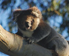 Bimbi Park Camping Under Koalas - Geraldton Accommodation 0