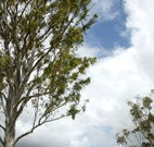 Glen Villa Resort and Tourist Park Casino - Geraldton Accommodation