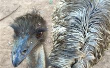 Warrawong On The Darling - Geraldton Accommodation 4