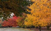 Laurel Hill Forest Lodge - Tumbarumba - Geraldton Accommodation 2