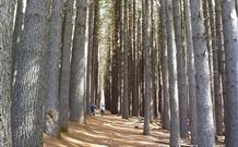 Laurel Hill Forest Lodge - Tumbarumba - Geraldton Accommodation 4