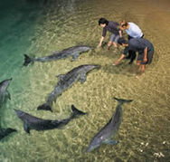 Tangalooma Wild Dolphin Resort - Geraldton Accommodation