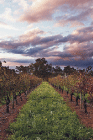 Lamonts Winery Restaurant  Gallery - Geraldton Accommodation